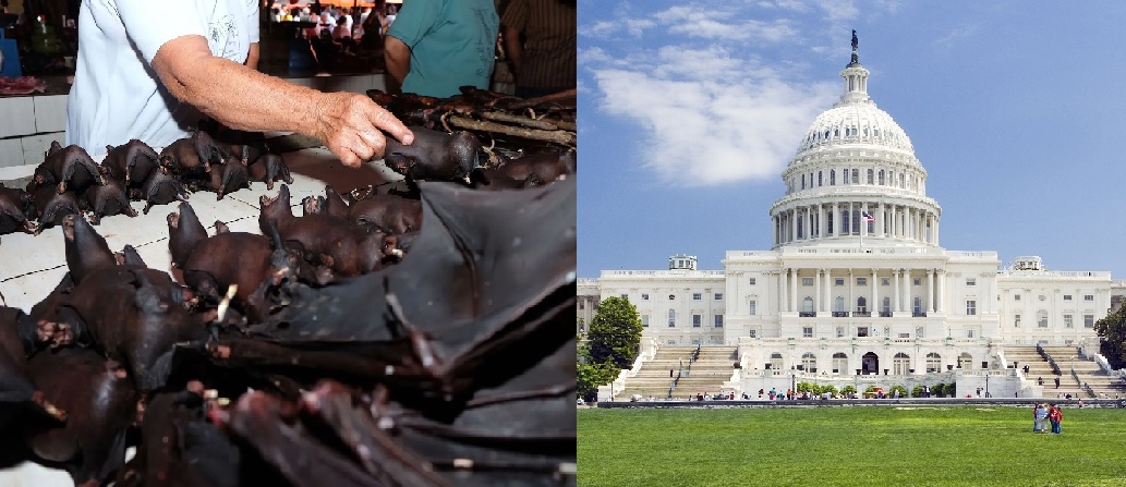Congress Criticized For Reopening Live Bat Markets In Capitol While Ordinary Americans Adhere To Lockdowns